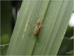 Phaenacantha marcida