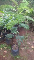 Parkia speciosa