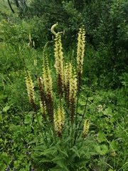 Pedicularis proboscidea