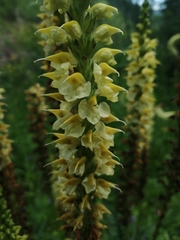 Pedicularis proboscidea