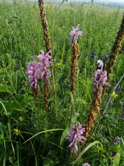 Pedicularis elata