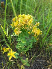 Hypericum perforatum