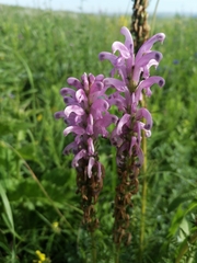 Pedicularis elata