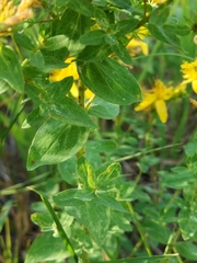 Hypericum perforatum
