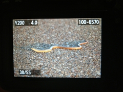 Ophisaurus attenuatus