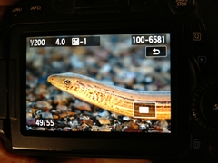 Ophisaurus attenuatus