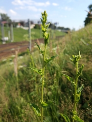 Solidago virgaurea