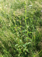 Solidago virgaurea