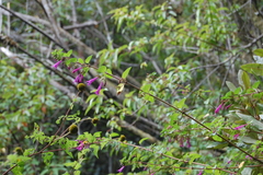 Clinopodium multiflorum