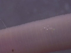 Dendrodrilus rubidus