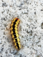 Acronicta cinerea