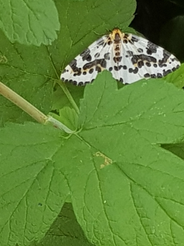 Magpie Moth, 1906 CL Limmen, Nederland, photo 7 of 10