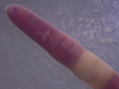 Dendrodrilus rubidus