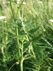 Pastinaca sativa