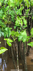 Montrichardia