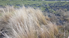 Austrostipa stipoides