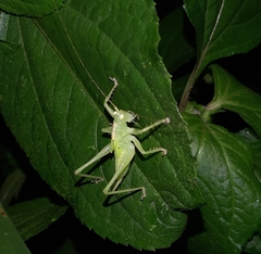 Tettigoniidae