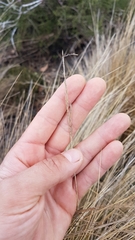 Austrostipa stipoides