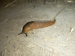 Limacus