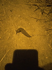 Limacus