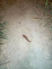 Limacus