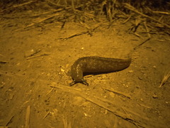 Limacus