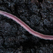 Pink Feather Boa Millipede - Photo (c) Ken-ichi Ueda, some rights reserved (CC BY), uploaded by Ken-ichi Ueda