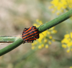 Graphosoma italicum italicum