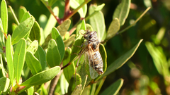 Cicadatra atra