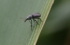 Auletini