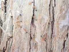 Trichomyrmex destructor