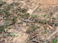 Leiolepis belliana