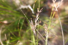 Netrostylis capillaris