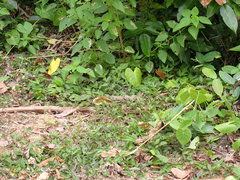 Leiolepis belliana