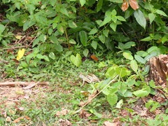 Leiolepis belliana