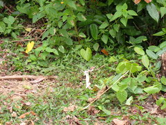 Leiolepis belliana