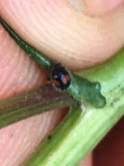 Diomus notescens