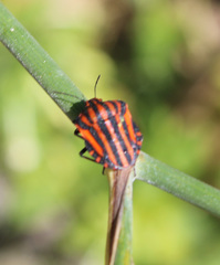 Graphosoma italicum italicum