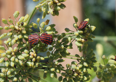 Graphosoma italicum italicum