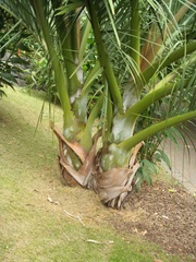 Dypsis decipiens