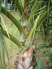Dypsis decipiens
