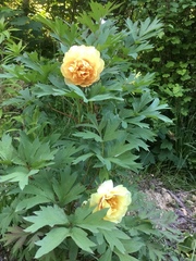 Paeonia × suffruticosa