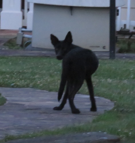 Coyote photographed in Virginia