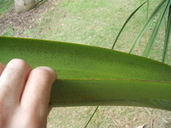Dypsis decipiens