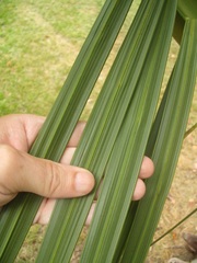 Dypsis decipiens