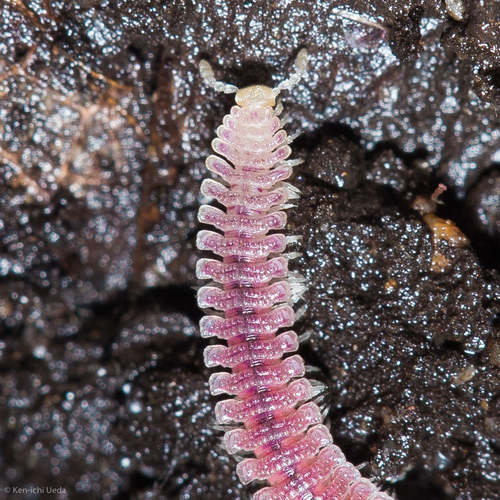 Pink Feather Boa Millipede photo 3