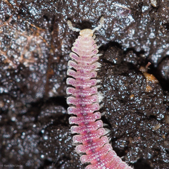 Gosodesmus claremontus