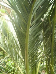Dypsis decipiens