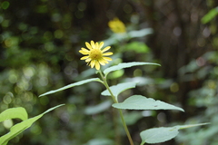 Leptocarpha rivularis