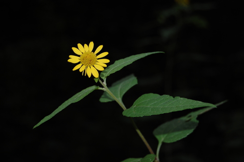 Leptocarpha rivularis DC.